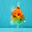 CHONKY AAA Grade Tiger Oranda Male 5-5.5 inches #082826OR_03