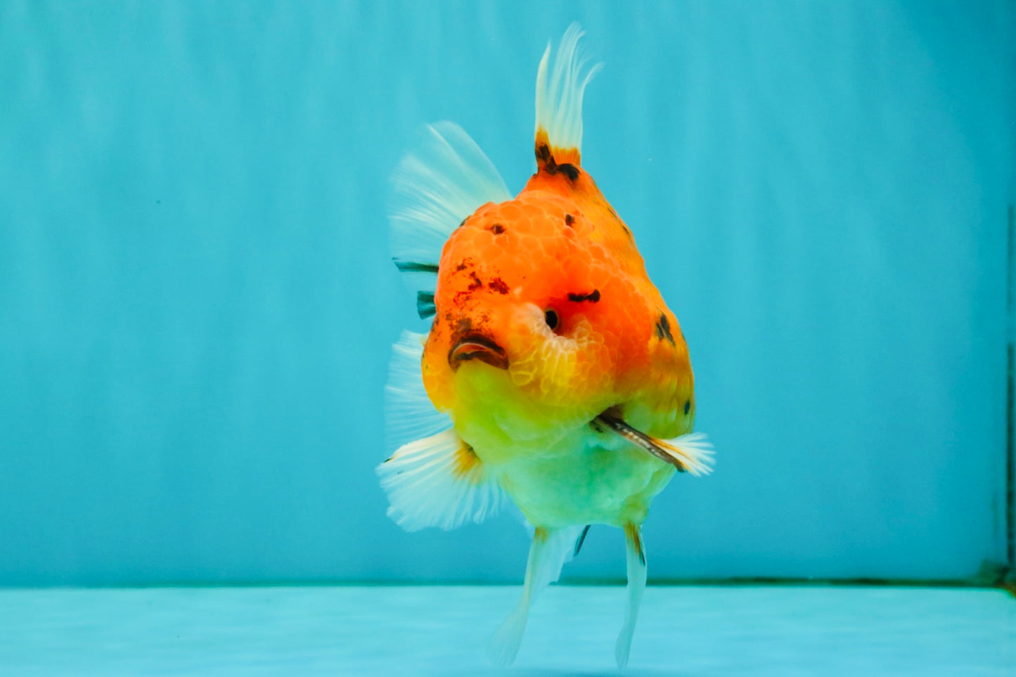 CHONKY AAA Grade Tiger Oranda Male 5-5.5 inches #082826OR_03