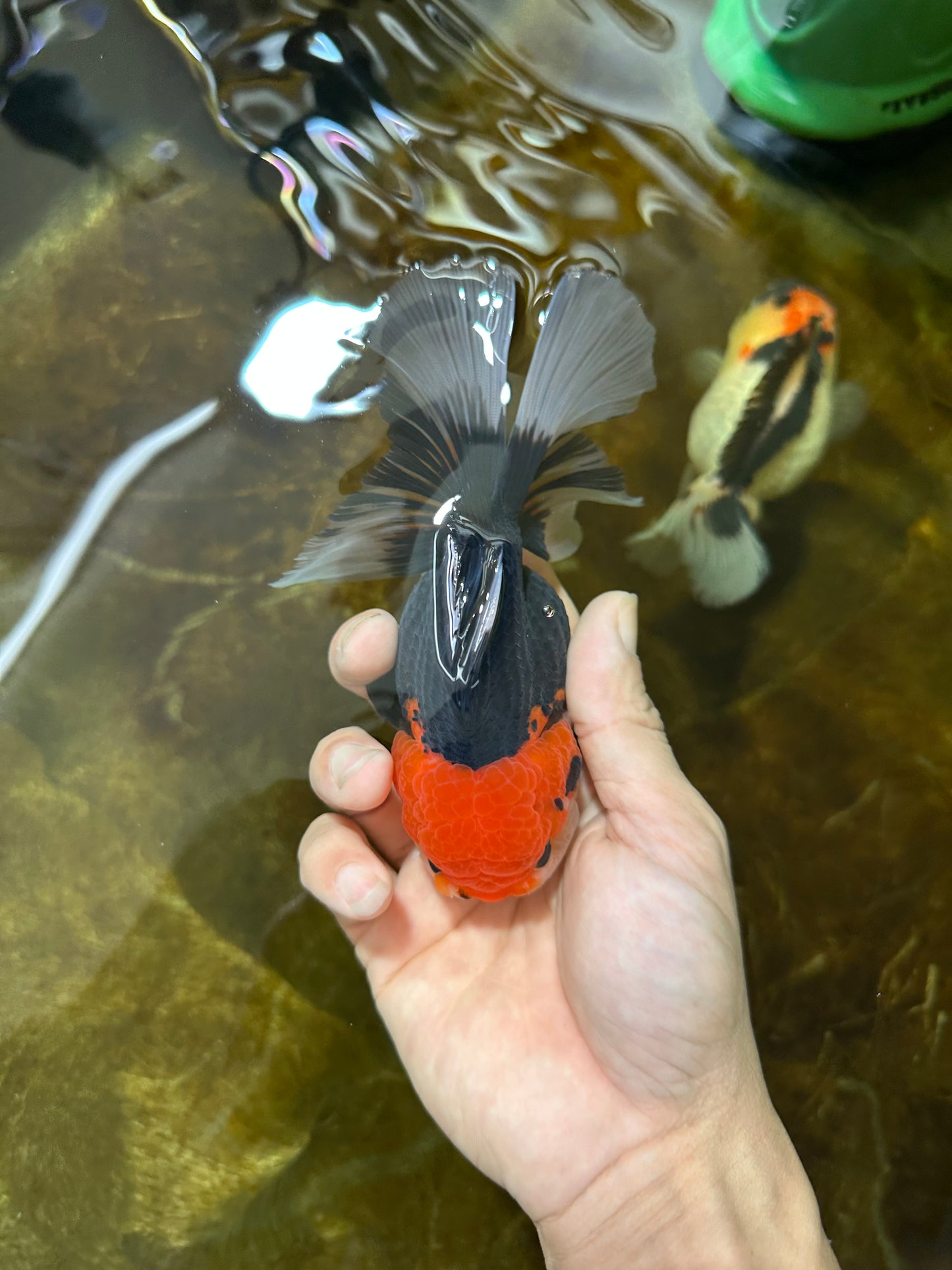 A Grade Tricolor Oranda Female 5-5.5 inches #080825OR_12