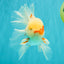 A Grade Red White Oranda Male 5.5 inches #062626OR_36