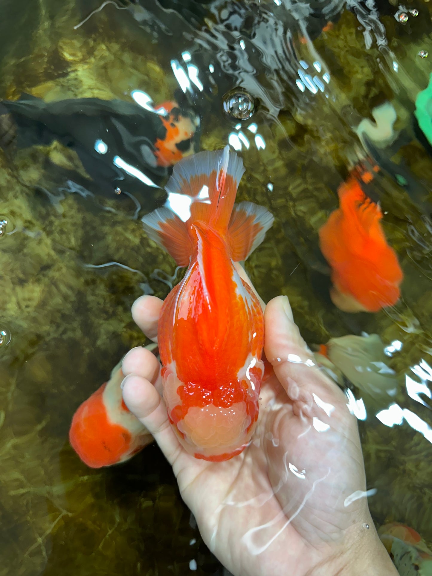 AAA Grade PULLDOG Godzilla Red White Yuanbao 5-5.5 inches #080825YB_25