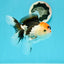 A Grade Crown Tricolor Oranda Female 5 inches #0607OR_01