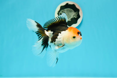 A Grade Crown Tricolor Oranda Female 5 inches #0607OR_01