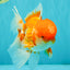 A Grade Red White Oranda Male 6 inches #082126OR_05