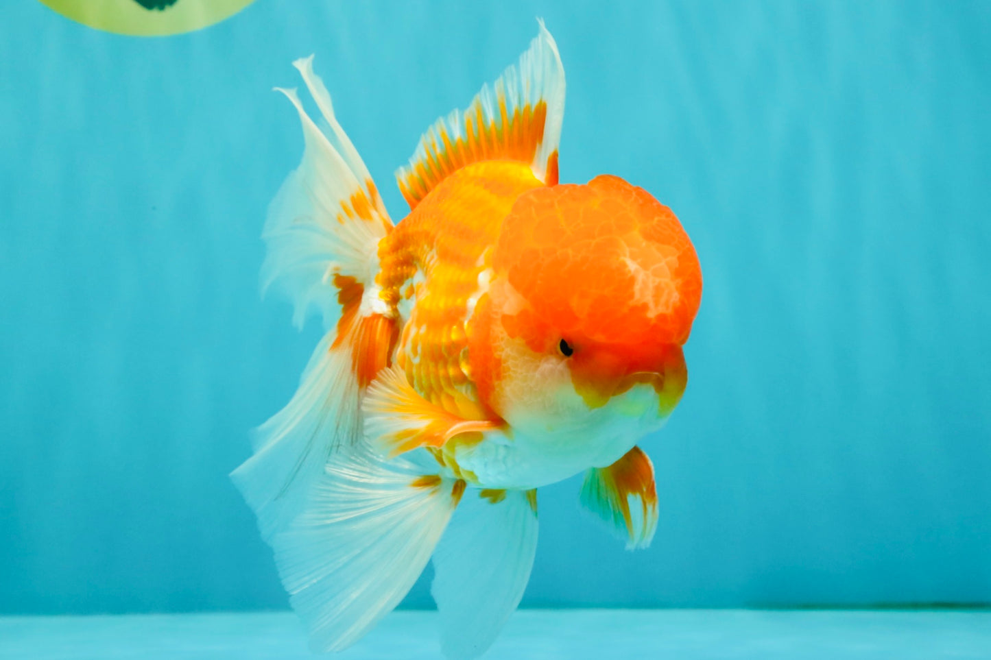 A Grade Red White Oranda Male 6 inches #082126OR_05