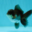 Panda Oranda Male 3-3.5 inches #1004OR_32