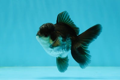 Panda Oranda Male 3-3.5 inches #1004OR_32