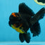 A Grade Apache Oranda Male 5 inches #081525OR_22