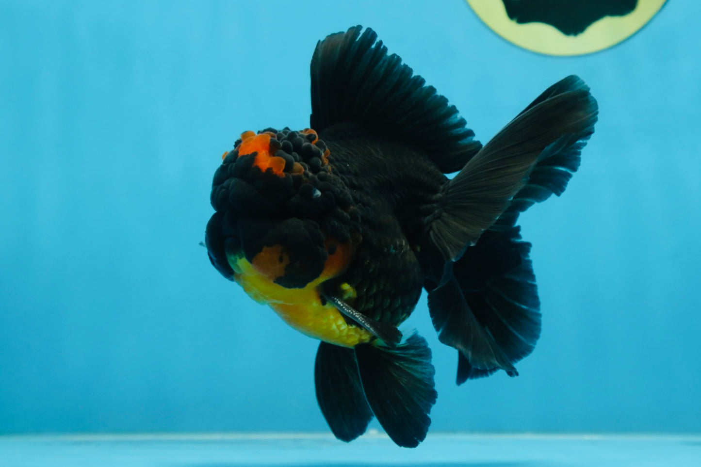 A Grade Apache Oranda Male 5 inches #081525OR_22
