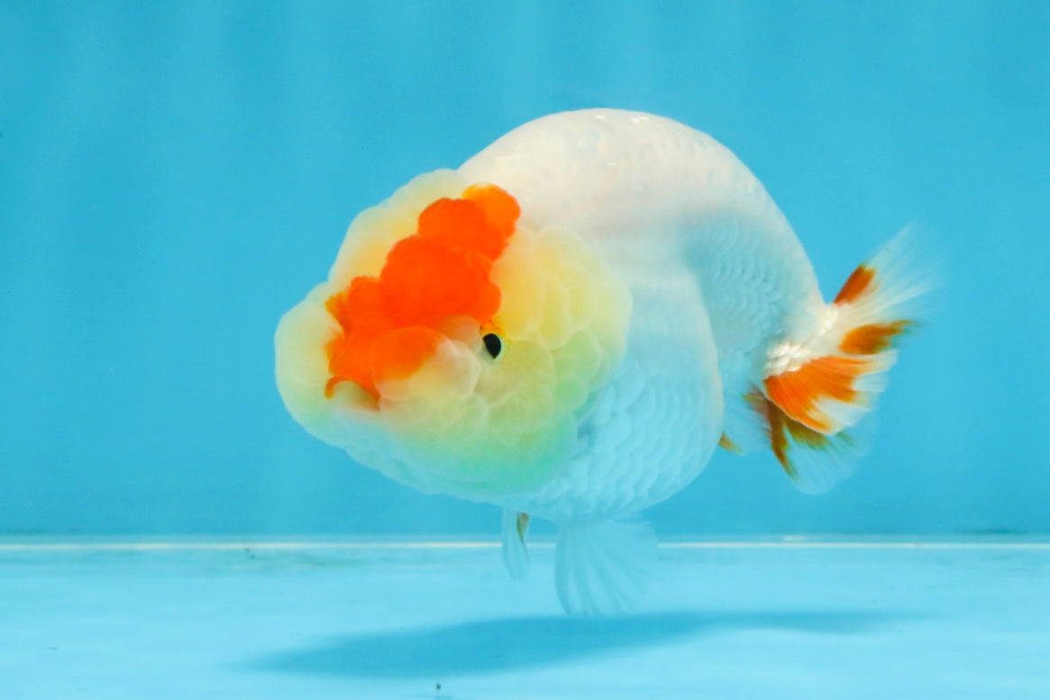 AAA Grade Red White LionQueen 4 inches #103125LC_28