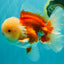 FLUFFY WEN AAA Grade Jade Head Red White Oranda Male 7.5 inches #071726OR_02