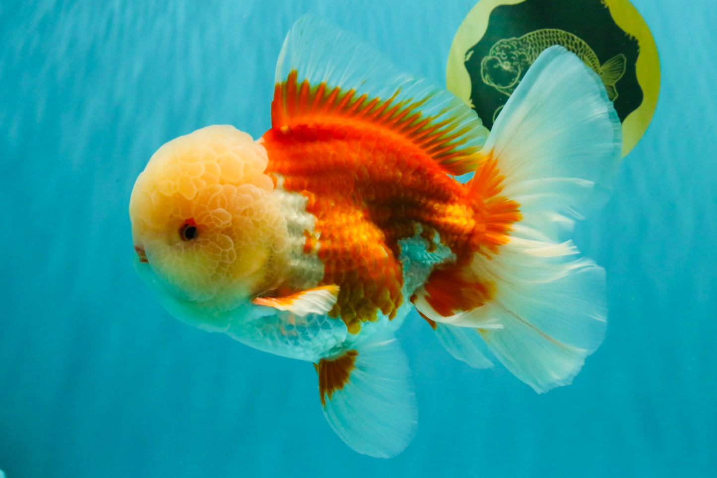 FLUFFY WEN AAA Grade Jade Head Red White Oranda Male 7.5 inches #071726OR_02