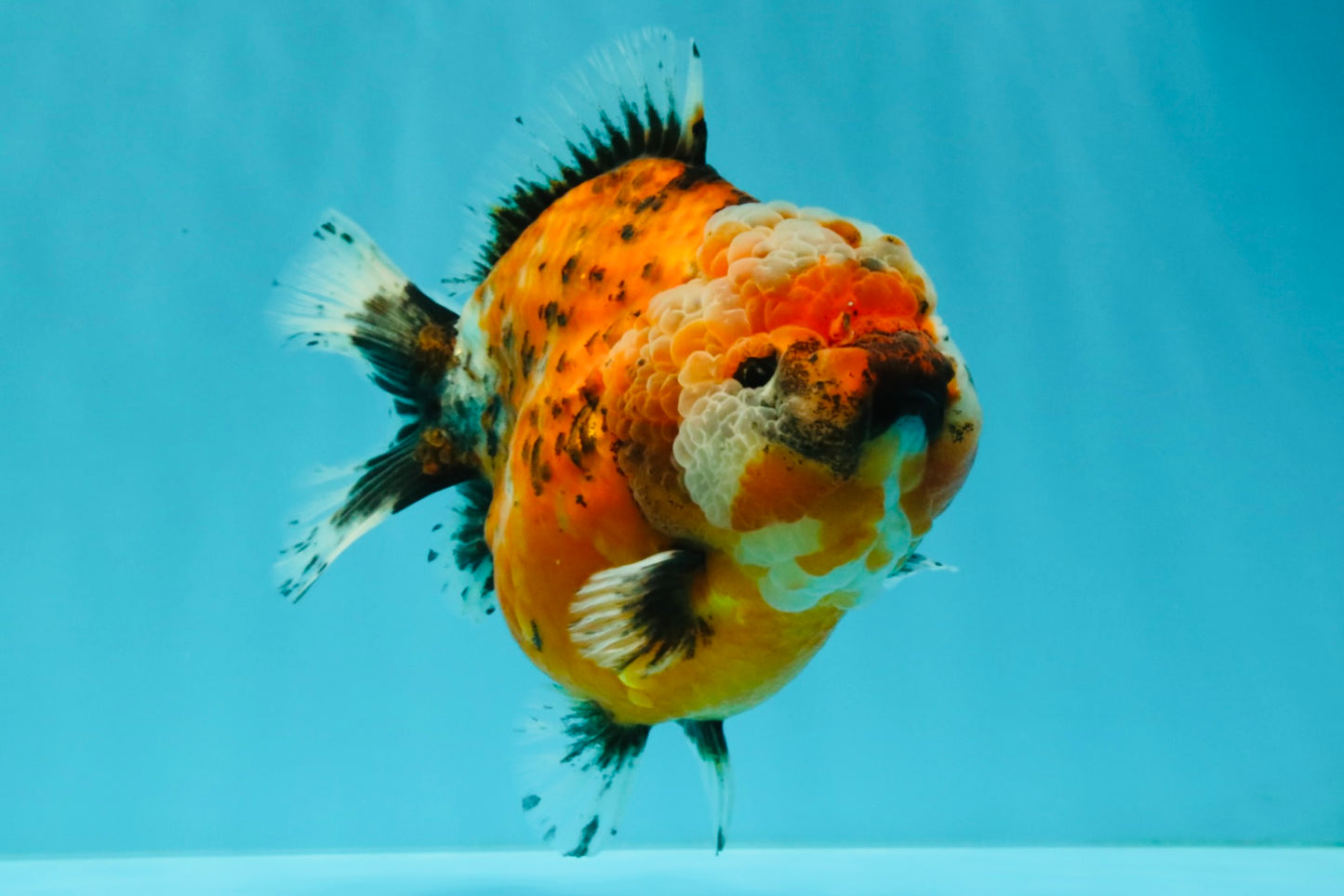 SPECIAL A Grade Sakura Yuanbao Female 5.5-6 inches #032026YB_27