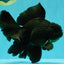 A Grade Broadtail Black Oranda Male 6.5-7 inches #101626OR_20