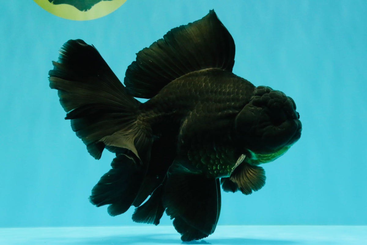A Grade Broadtail Black Oranda Male 6.5-7 inches #101626OR_20
