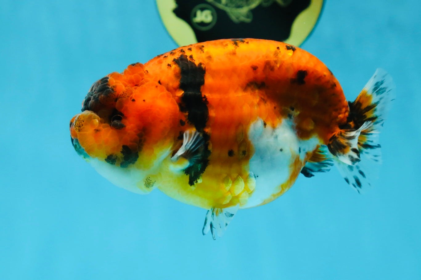 AAA Grade Tiger LionQueen 4.5 inches #051625LC_02