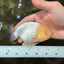 White LionChu Female 4-4.5 inches #050126LC_20