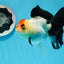 A Grade Tricolor Angry Bird Oranda Female 4.5-5 inches #0726OR_17