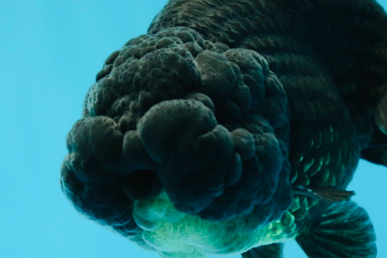 A Grade Black LionKing 4-4.5 inches #050925LC_13