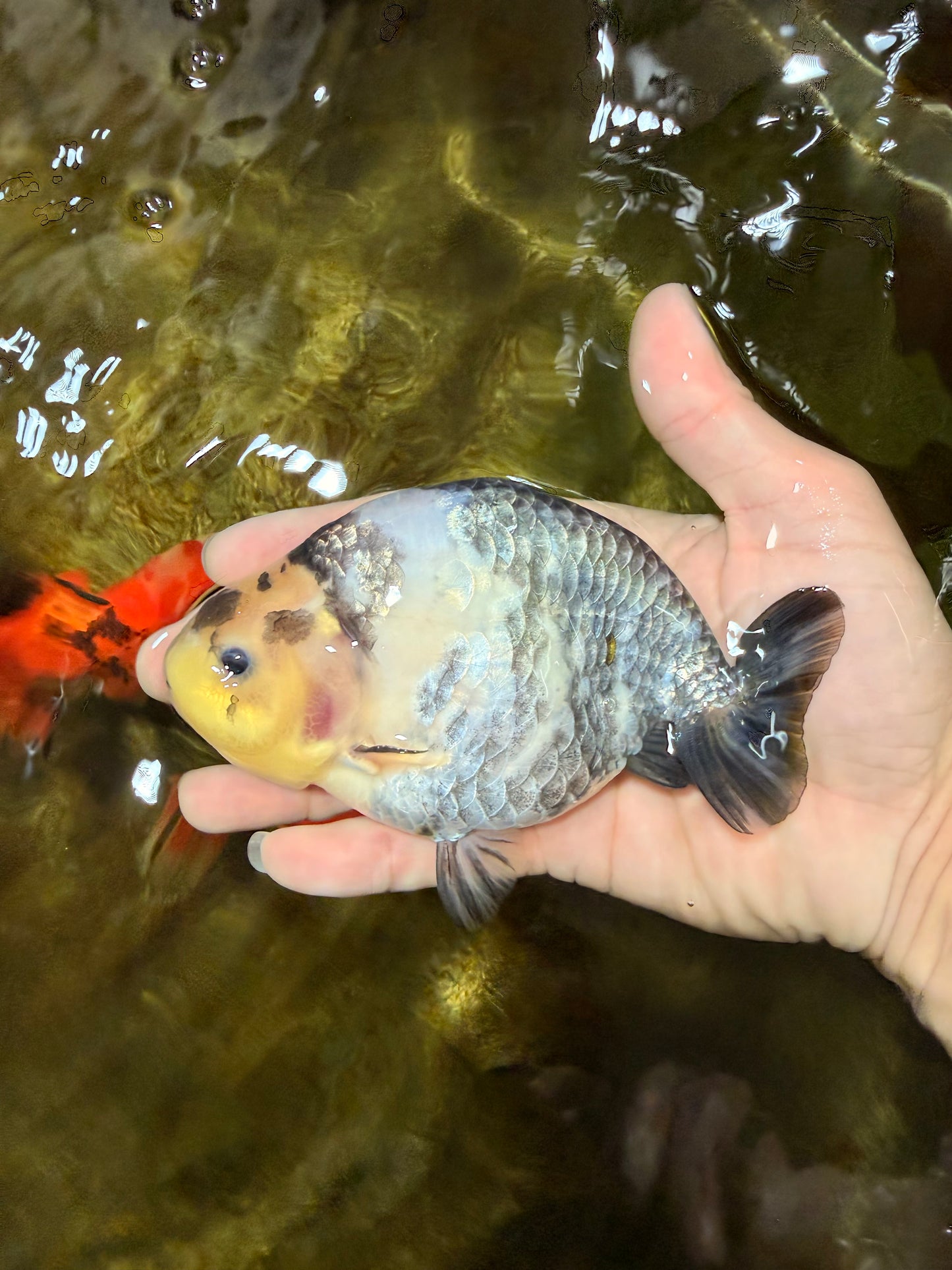 Cow Chinese Ranchu Female 5-5.5 inches #103125RC_08