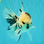 AAA Grade White Tiger Oranda Male 5.5 inches #062626OR_35