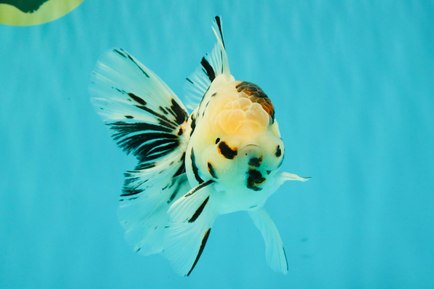 AAA Grade White Tiger Oranda Male 5.5 inches #062626OR_35