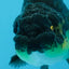 Femelle Ranchu Black Gold 4 pouces #0726RC_34