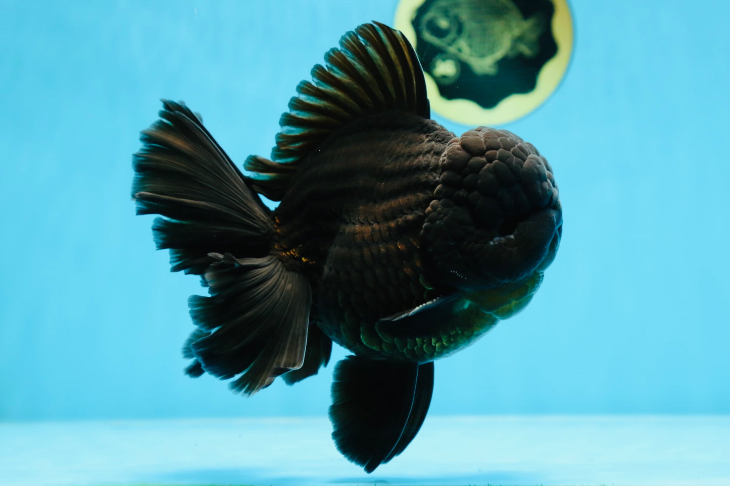 AAA Grade Godzilla Black Oranda Male 6 inches #080125OR_05