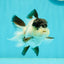 Cute Black Tancho Panda Oranda Male 3.5 inches #102524OR_19