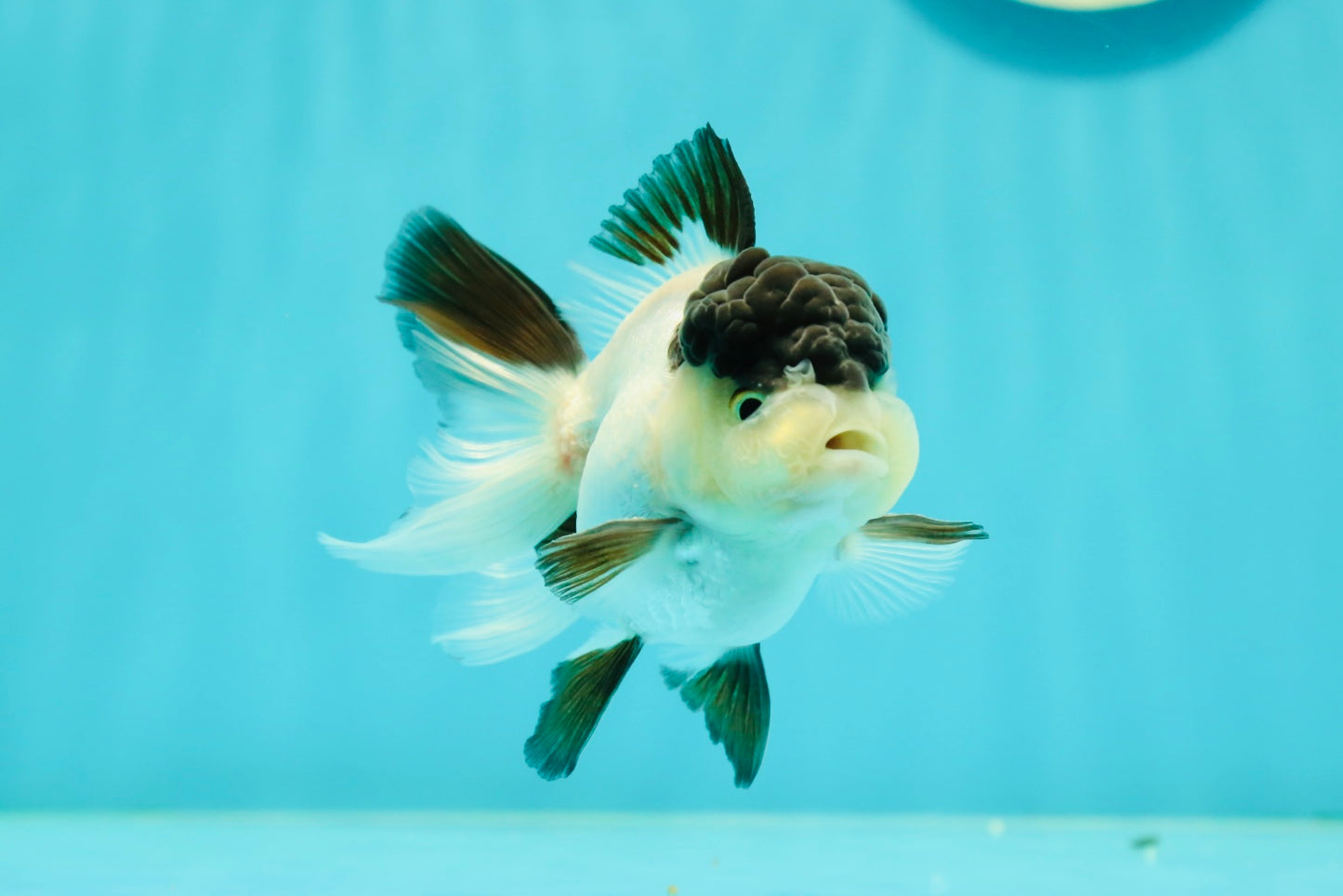 Cute Black Tancho Panda Oranda Male 3.5 inches #102524OR_19