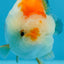 Orange White Lionchu 3.5 inches Unknown #0913LC_37