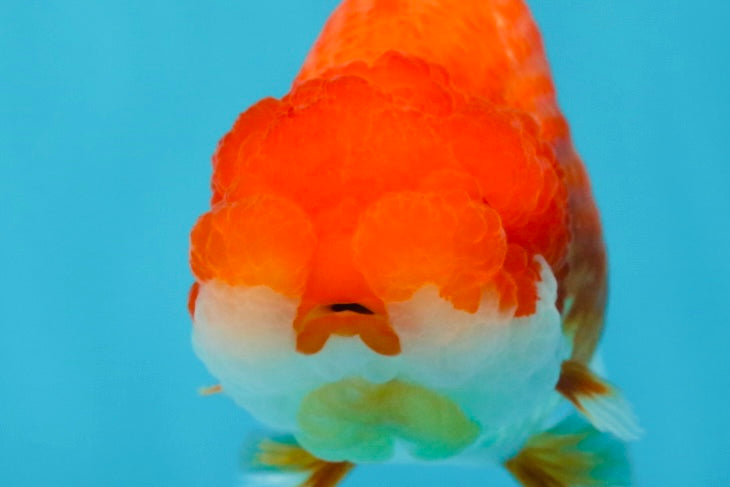 A Grade Red White LionQueen 4-4.5 inches #053025LC_06