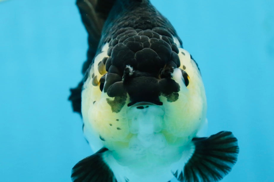 A Grade Panda Button Eyes Yuanbao 6 inches #080825YB_26