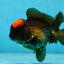 A Grade Lava Tricolor Yuanbao Male 4  inches #062725YB_09