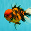 A Grade Tiger Oranda Male 5.5 inches #062626OR_26