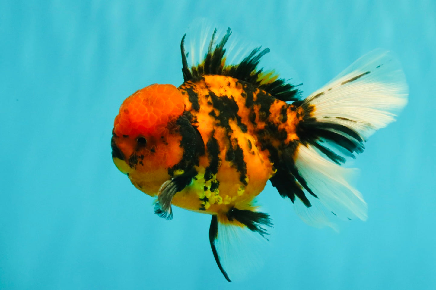A Grade Tiger Oranda Male 5.5 inches #062626OR_26