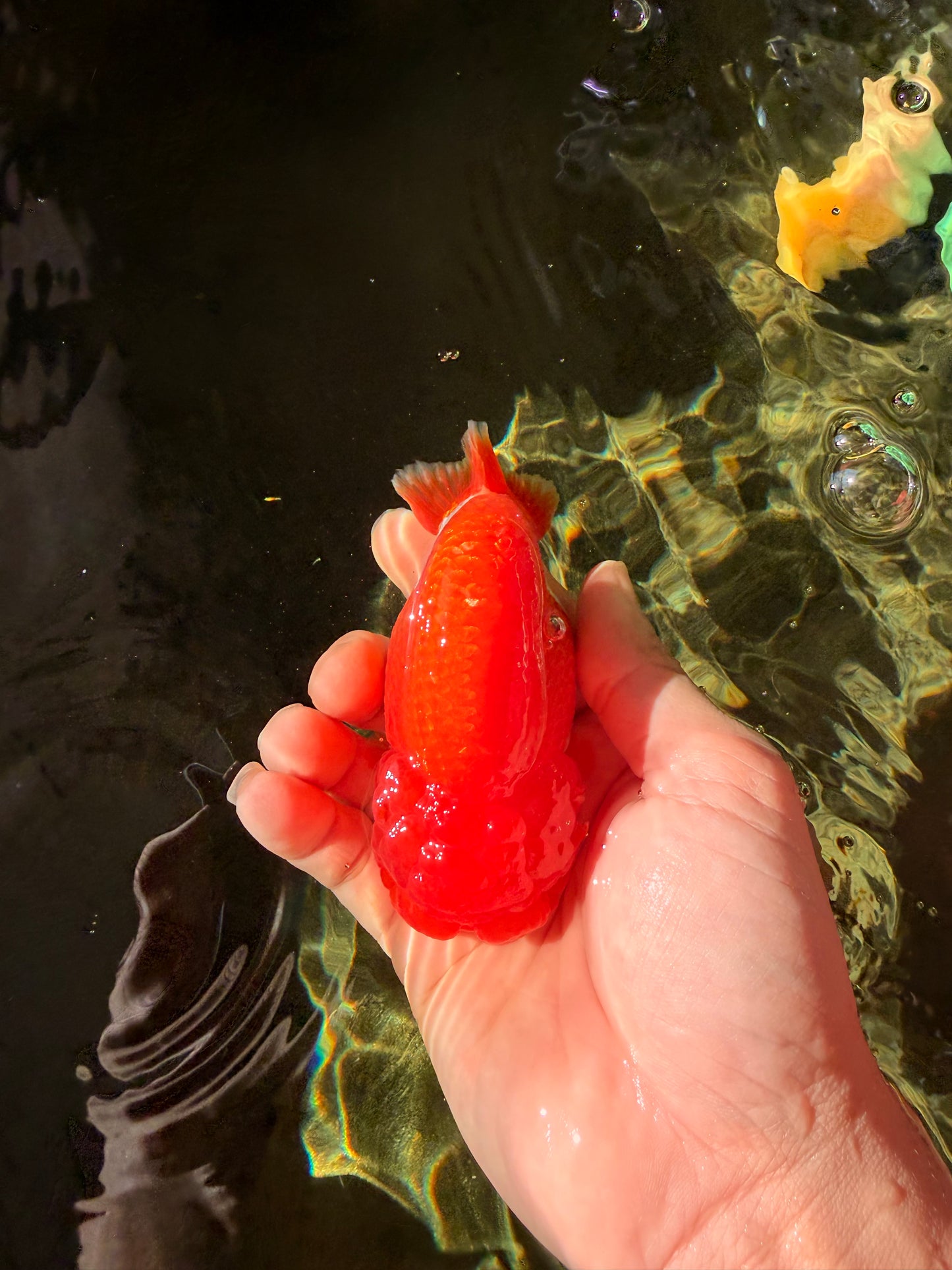 A Grade Dragon Head Red White LionQueen 4 inches #022726LC_26