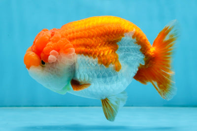 A Grade FLUFFY WEN Red White LionQueen 5.5 inches #091925LC_25