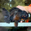 KING KONG AAA Grade Black Oranda Female 8 inches #100926OR_11