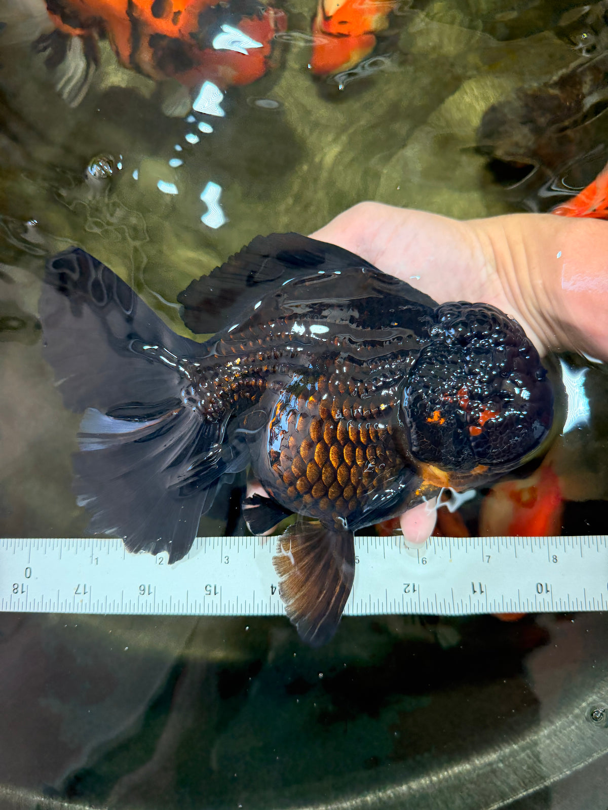 KING KONG AAA Grade Black Oranda Female 8 inches #100926OR_11
