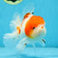 AAA Grade PUPPY Sakura Oranda Male 5 inches #062025OR_14