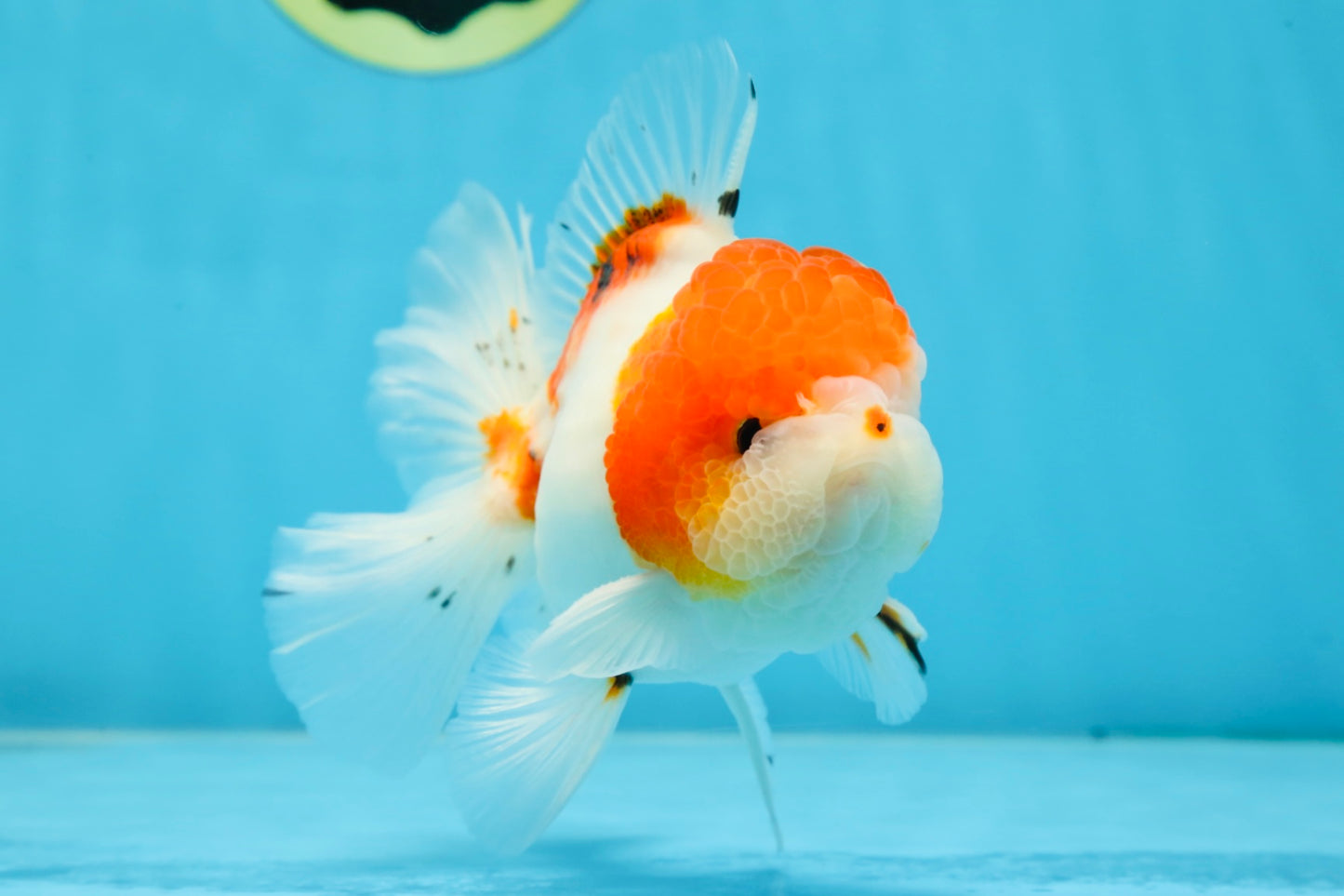 AAA Grade PUPPY Sakura Oranda Male 5 inches #062025OR_14