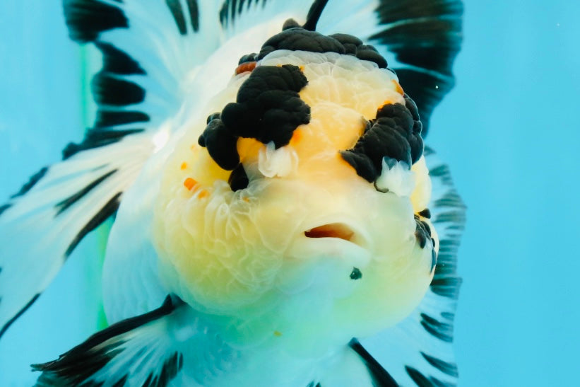 AAA Grade Panda Butterfly Oranda Female 5.5 inches #121324OR_14