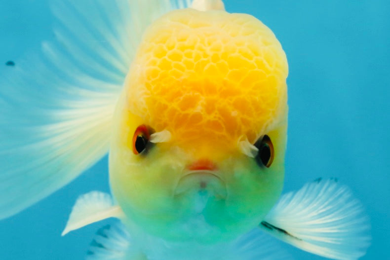 A Grade White Buttoned Eyes Oranda Male 4.5-5 inches #042525OR_09