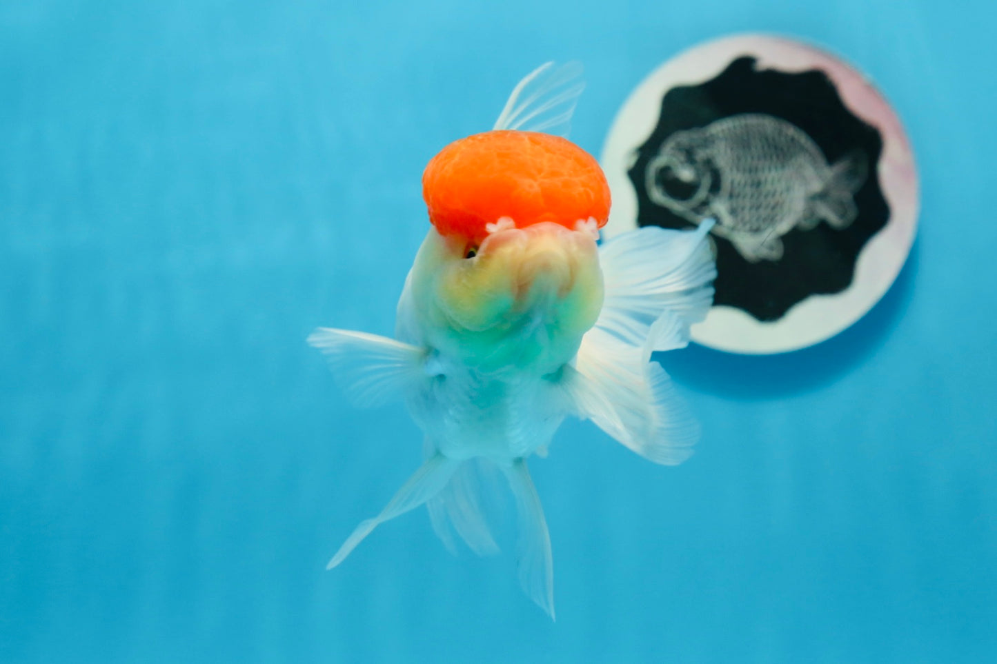 Oranda hembra de gorra roja de grado A, 4,5 pulgadas, n.º 0830OR_10