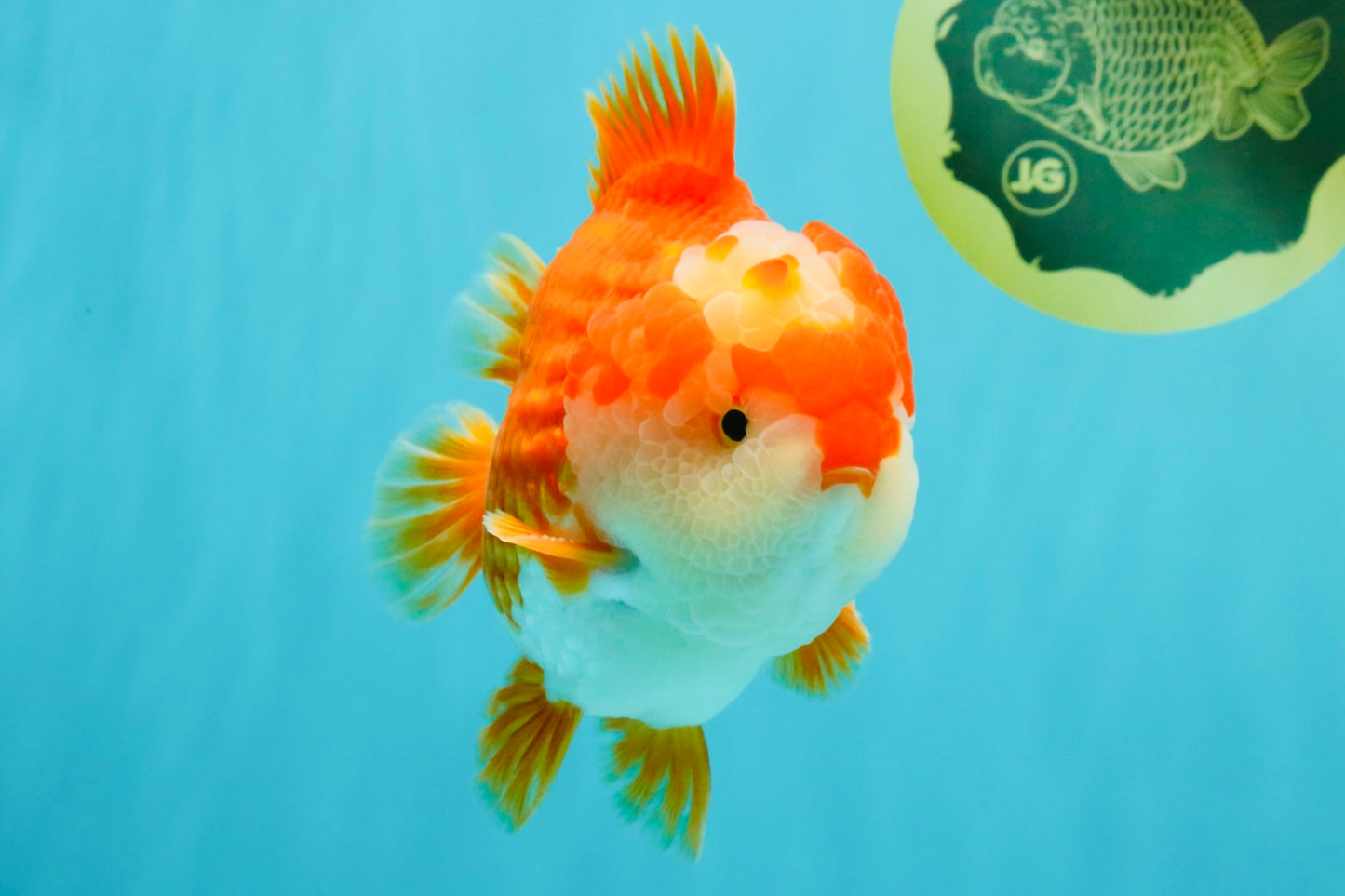 CHONKY AAA Grade Red White Yuanbao Male 5.5-6 inches #050126YB_17