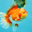 A Grade Godzilla Red White Oranda Male 7 inches #022726OR_12