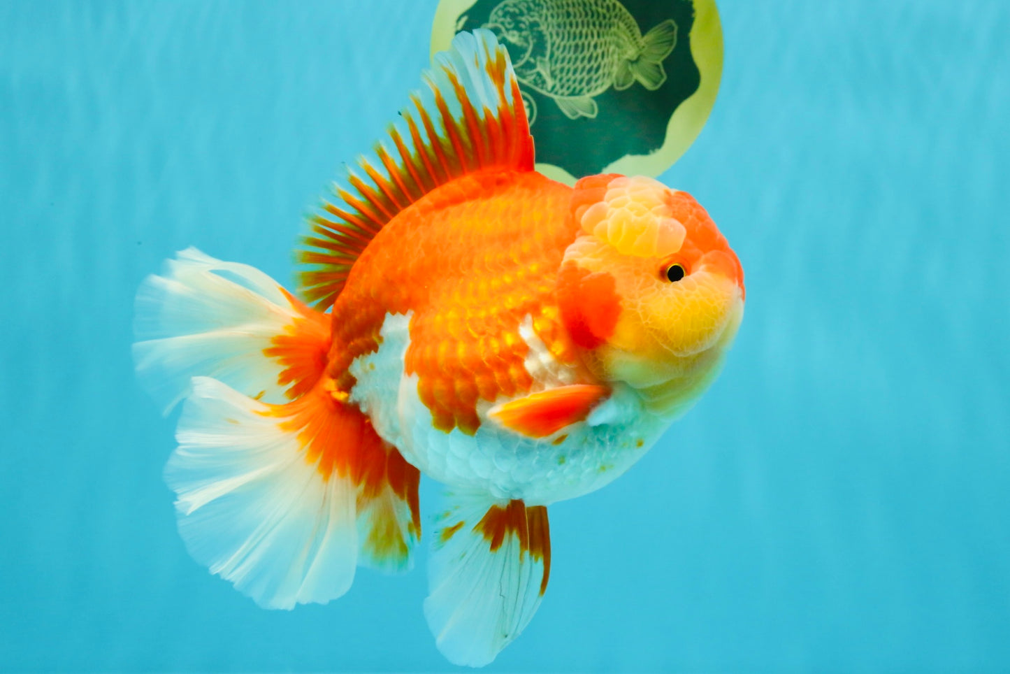 A Grade Godzilla Red White Oranda Male 7 inches #022726OR_12