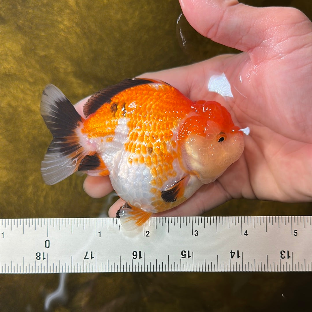 AAA Grade Chunky Tricolor Yuanbao Female 4 inches #1110YB_15