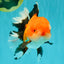 BULLDOG AAA Grade Tricolor Oranda Male 5.5-6 inches #071026OR_30